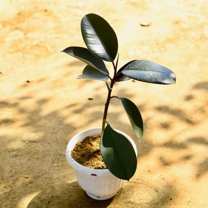 Buy Rubber Black in 8 Inch White Olive Plastic Pot Online | Urvann.com