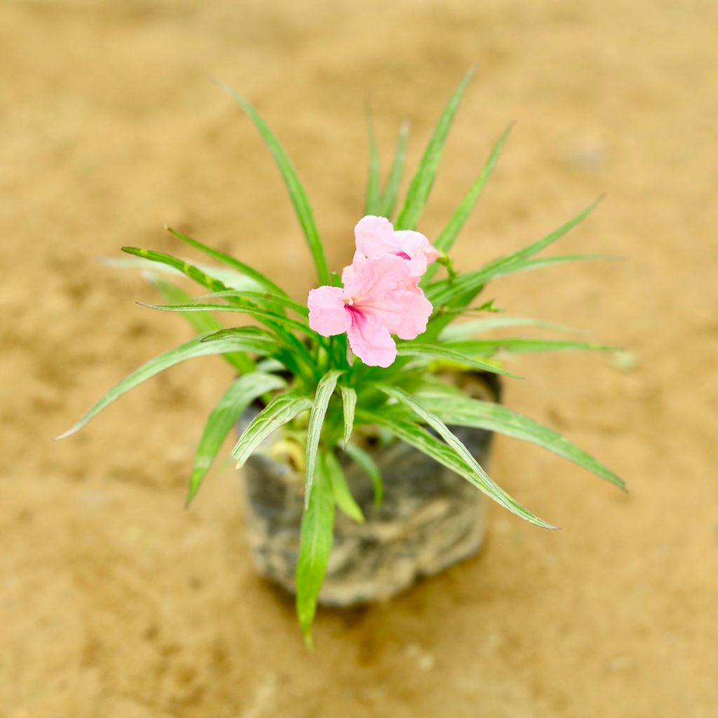 Buy Ruellia / Maxican Petunia (any colour) in 4 Inch Nursery Bag Online | Urvann.com Ruellia / Maxican Petunia (any colour) in 4 Inch Nursery Bag