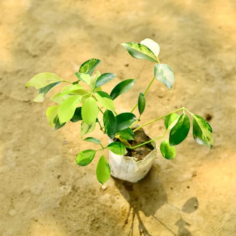 Schefflera Brassia in 4 Inch Nursery Bag