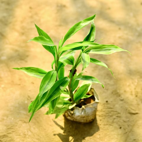 Lucky Bamboo in 4 Inch Nursery Bag