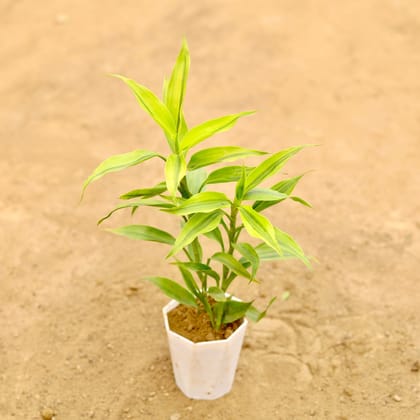 Buy Lucky Bamboo in 4 Inch White Premium Diamanti Plastic Pot Online | Urvann.com