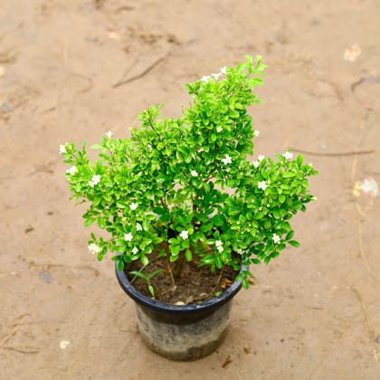 Buy Madhu Kamini / Murraya in 8 Inch Nursery Pot Online | Urvann.com