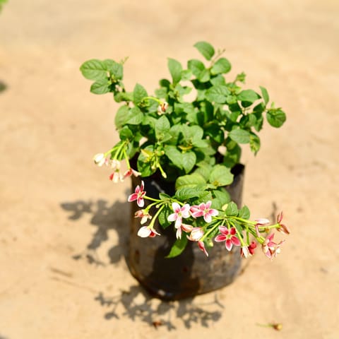 Madhu Malti / Rangoon Creeper Dwarf (any colour) in 8 inch Nursery bag