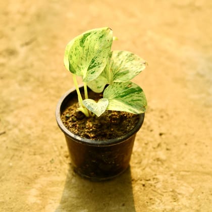 Buy Money Plant Marble in 4 Inch Nursery Pot Online | Urvann.com