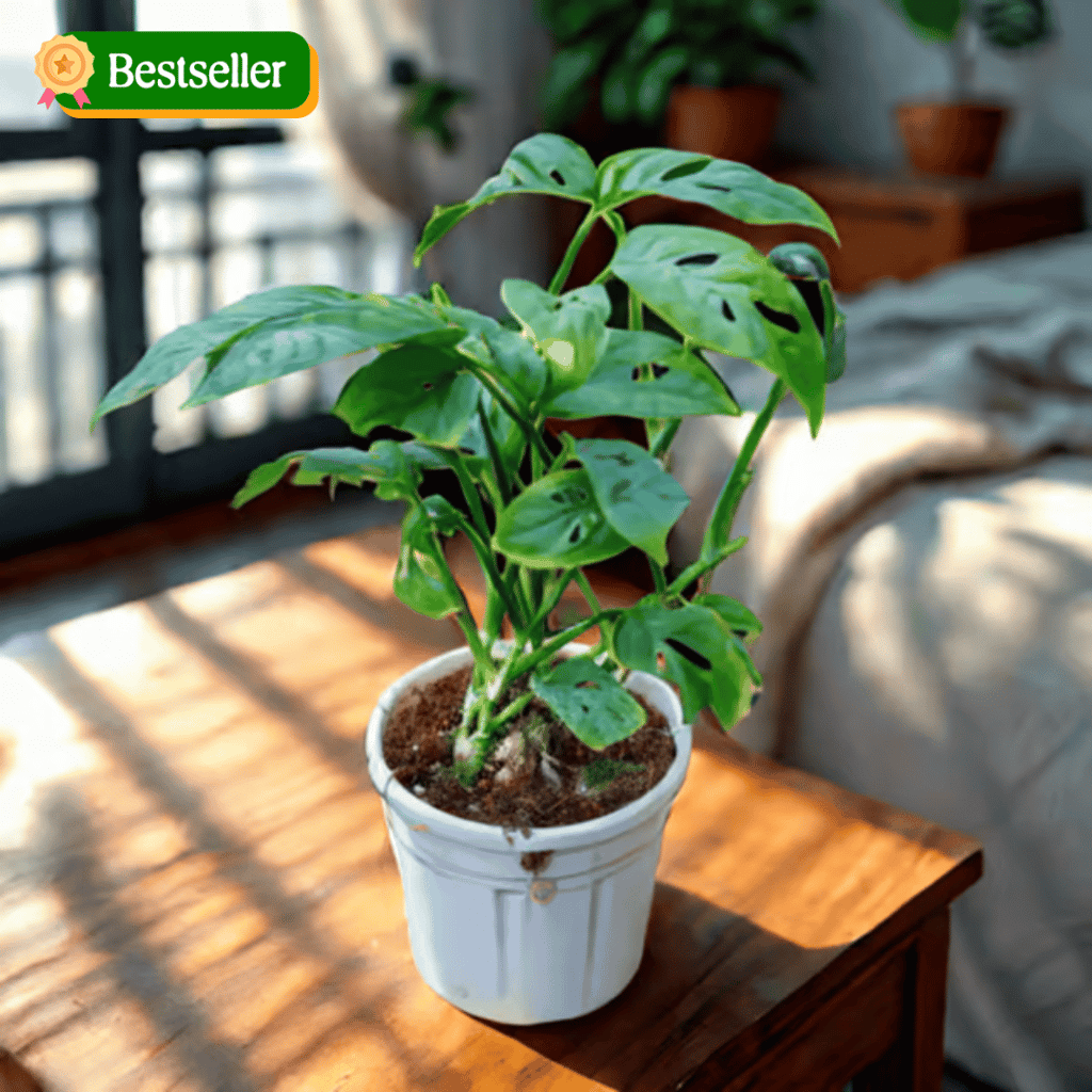 Monstera Broken Heart in 4 Inch Nursery Pot Monstera Broken Heart in 4 Inch Nursery Pot