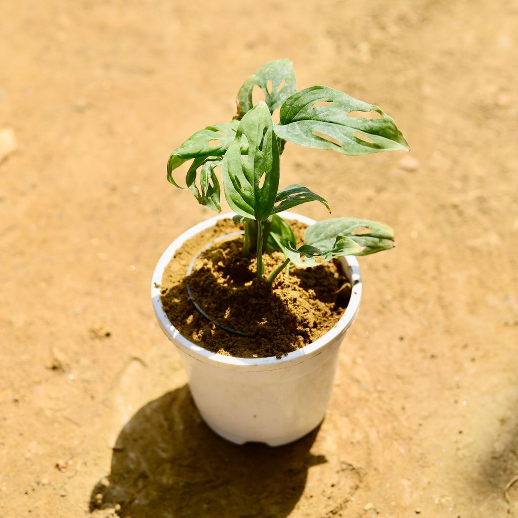 Buy Monstera Broken Heart in 4 Inch Nursery Pot Online | Urvann.com Monstera Broken Heart in 4 Inch Nursery Pot