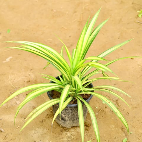 Pandanus / Screwpine in 8 Inch Nursery Pot