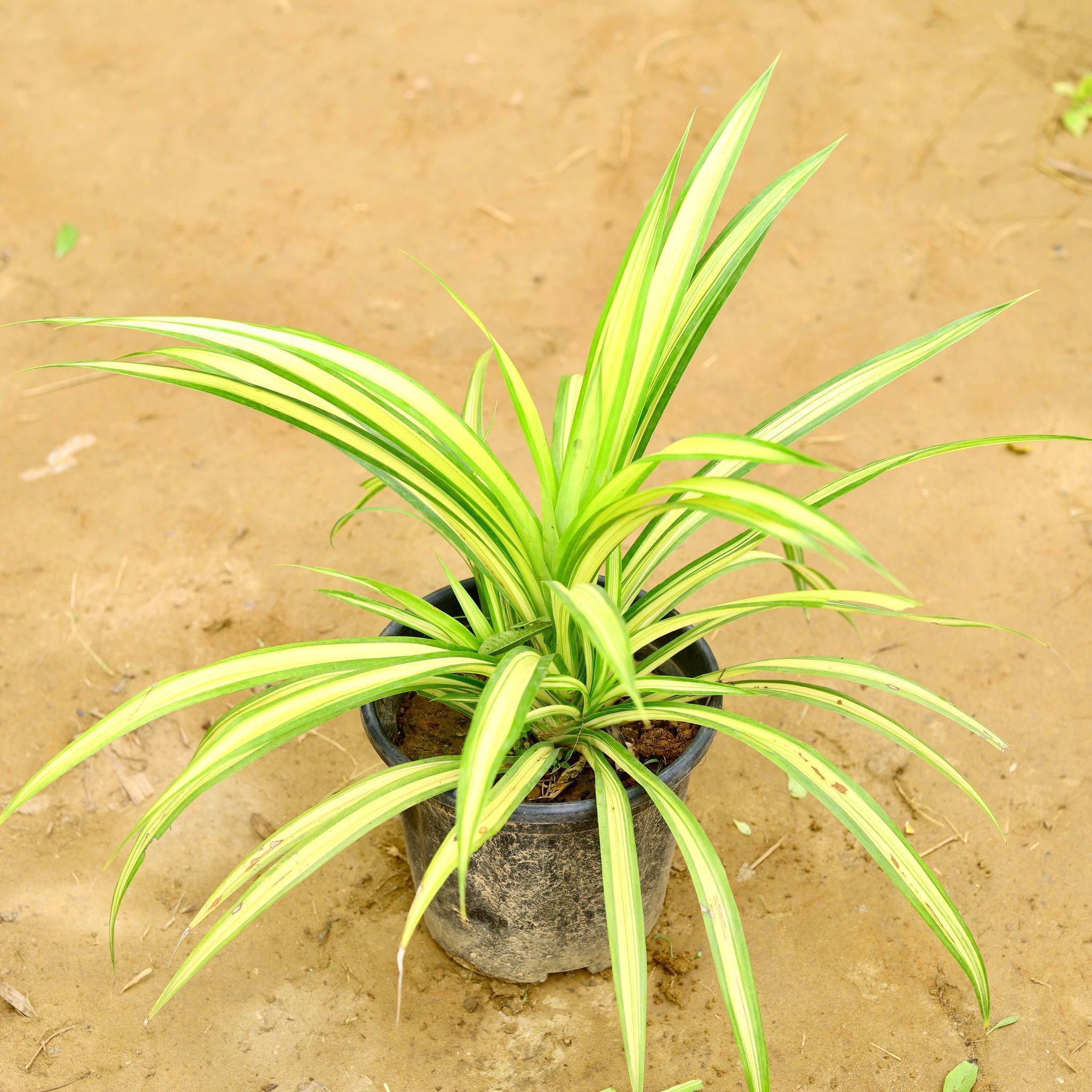 Pandanus / Screwpine in 8 Inch Nursery Pot