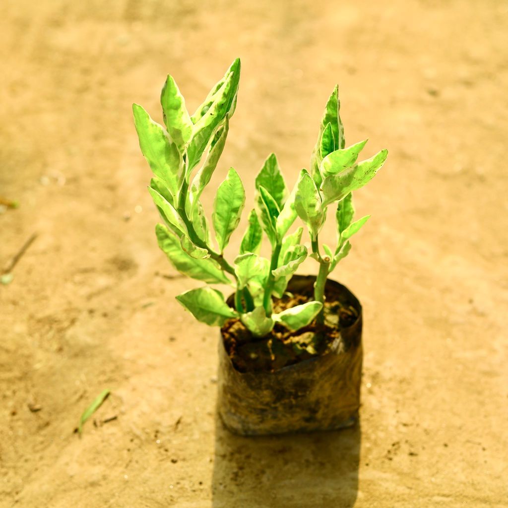 Buy Pedilanthus / Devil's Backbone Green in 4 Inch Nursery Bag Online | Urvann.com Pedilanthus / Devil's Backbone Green in 4 Inch Nursery Bag
