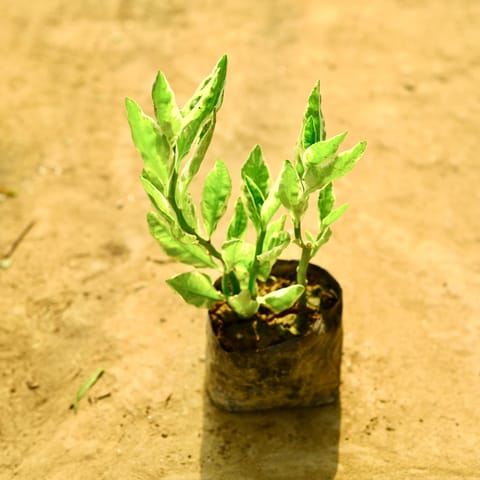 Pedilanthus / Devil's Backbone Green in 4 Inch Nursery Bag