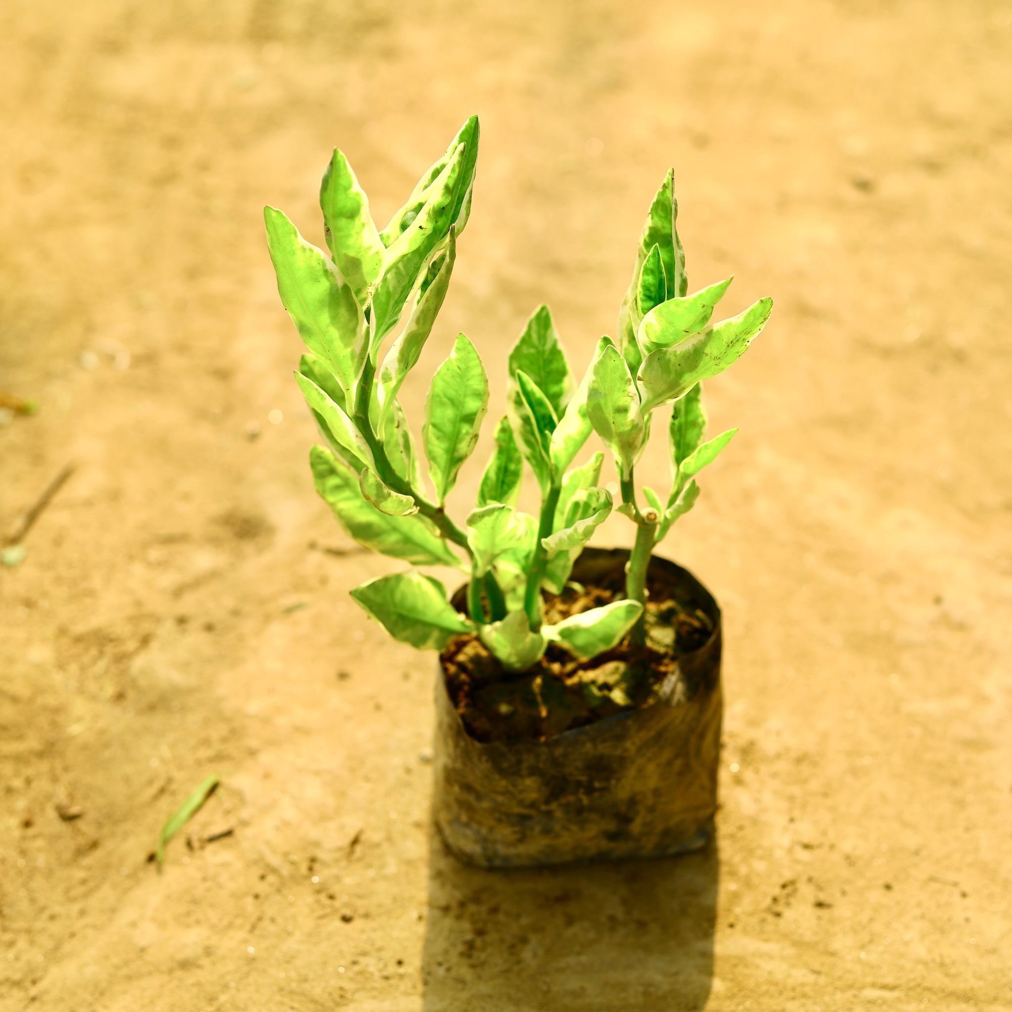 Pedilanthus / Devil's Backbone Green in 4 Inch Nursery Bag