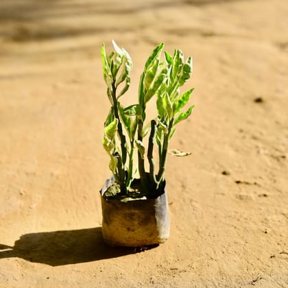 Buy Pedilanthus / Devil's Backbone  in 6 Inch Nursery Bag Online | Urvann.com