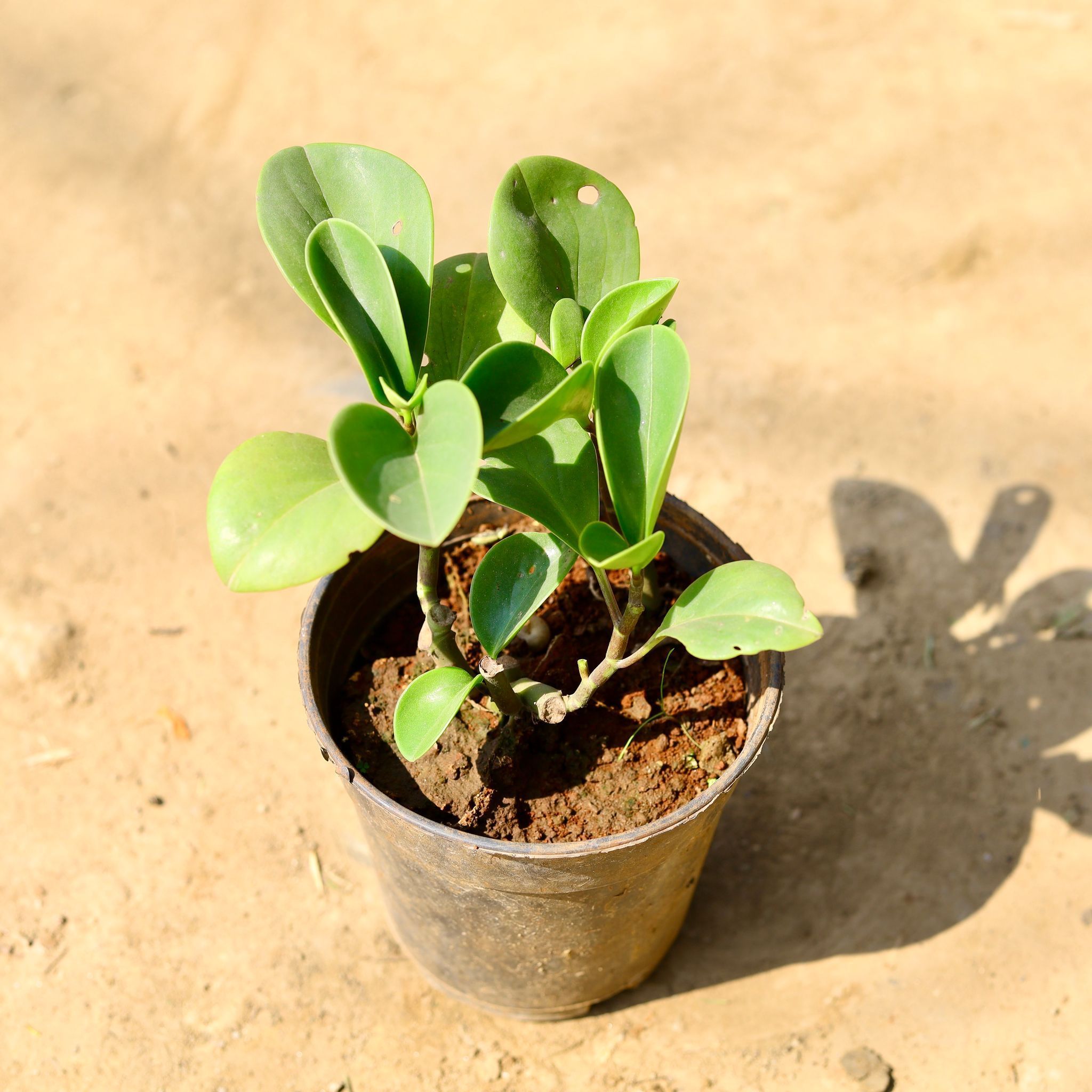 Peperomia Baby Rubber in 6 Inch Nursery Pot