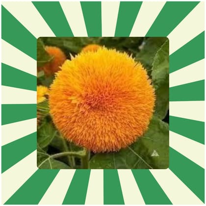 Free Gift - Sunflower Teddy Seeds - Excellent Germination - Flash Sale