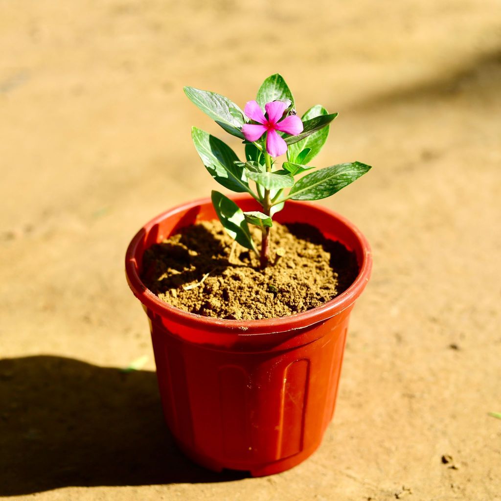 Buy Periwinkle / Sadabahar / Vinca (any colour) in 6 Inch Red Super Nursery Pot Online | Urvann.com Periwinkle / Sadabahar / Vinca (any colour) in 6 Inch Red Super Nursery Pot