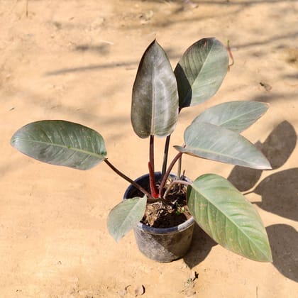Buy Philodendron Black in 8 Inch Nursery Pot Online | Urvann.com