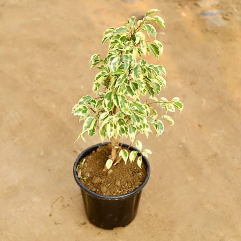 Ficus Starlight in 8 Inch Nursery Pot