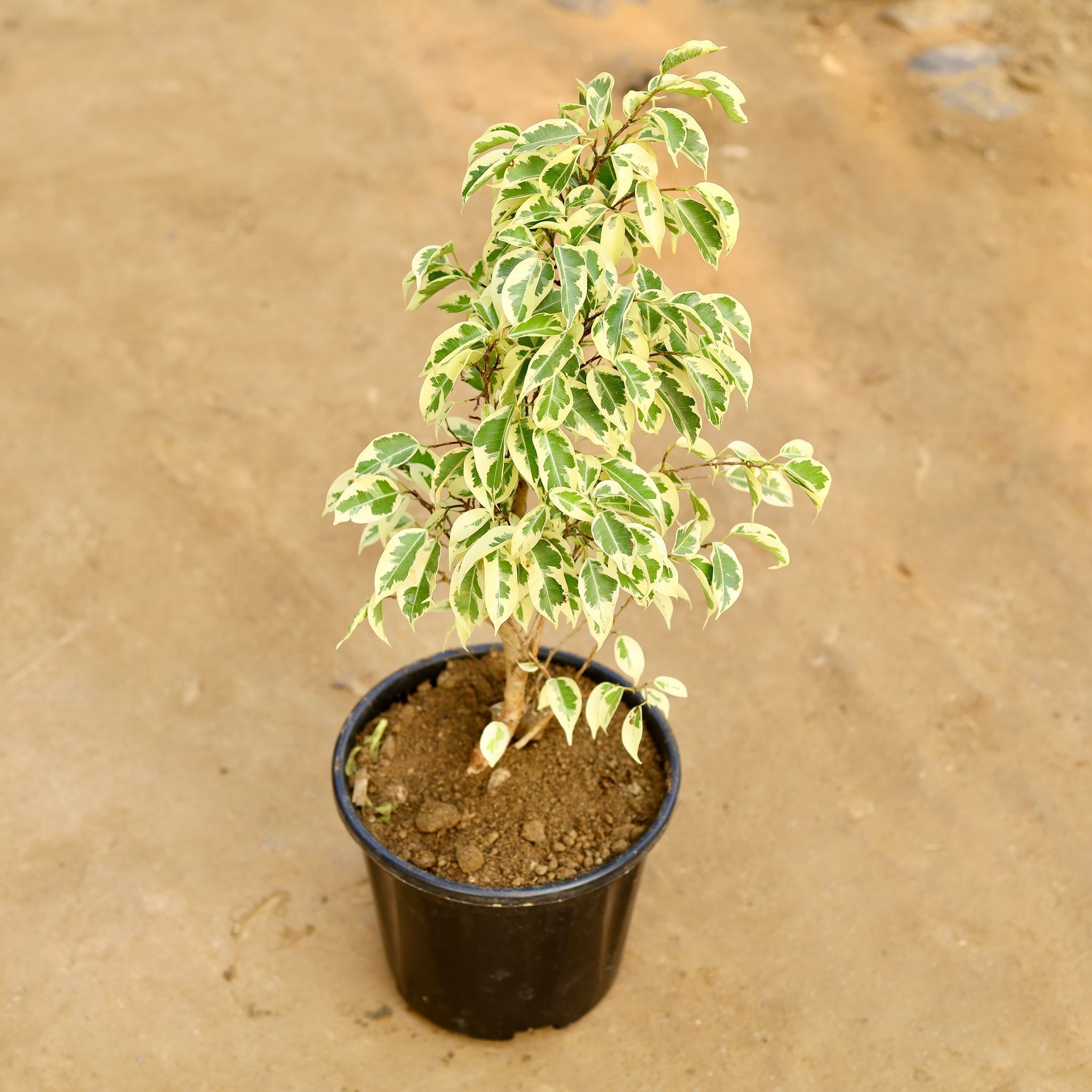 Ficus Starlight in 8 Inch Nursery Pot