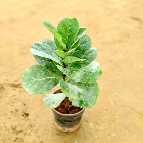 Fiddle Leaf Fig / Ficus Lyrata in 4 Inch Nursery pot