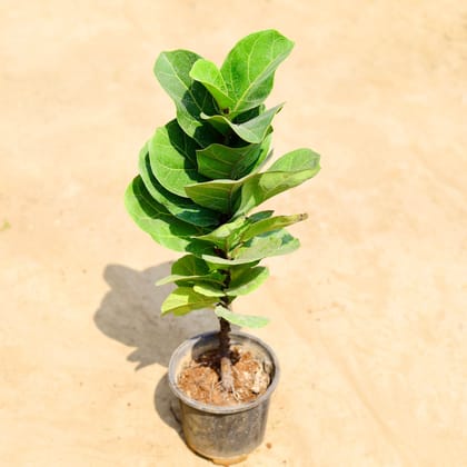 Buy Fiddle Leaf Fig / Ficus Lyrata in 6 inch Nursery pot Online | Urvann.com