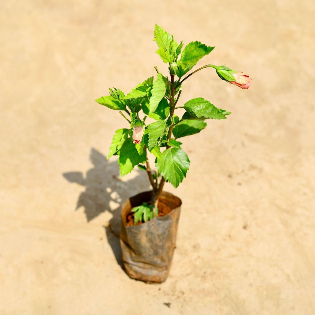 Hibiscus / Gudhal (any colour) in 4 inch Nursery bag