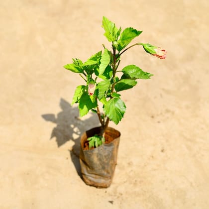 Buy Hibiscus / Gudhal (any colour) in 4 inch Nursery bag Online | Urvann.com