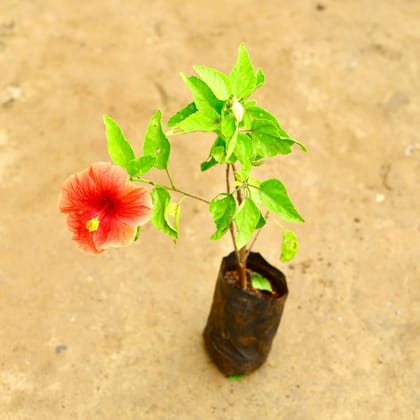 Buy Hibiscus / Gudhal?Hybrid in 4 Inch Nursery Bag Online | Urvann.com