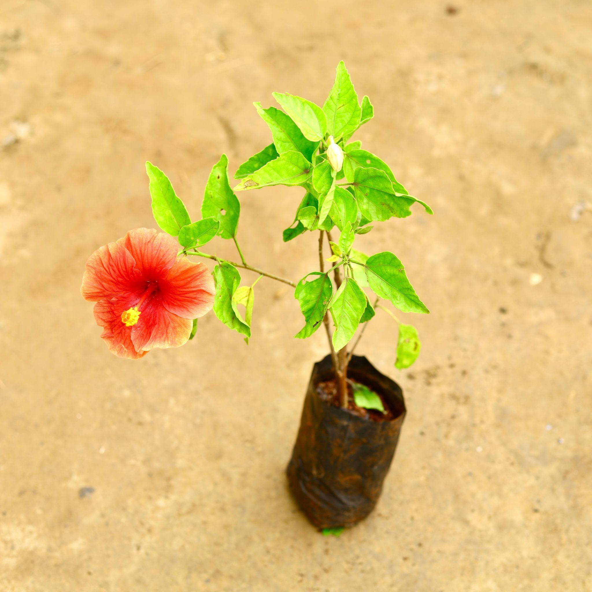 Hibiscus / Gudhal Hybrid in 4 Inch Nursery Bag