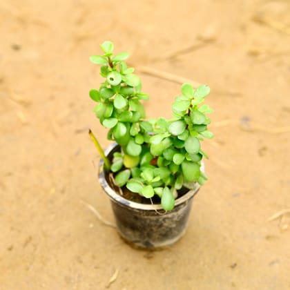 Buy Jade Big Leaf (Pune Variety) in 4 Inch Nursery Pot Online | Urvann.com