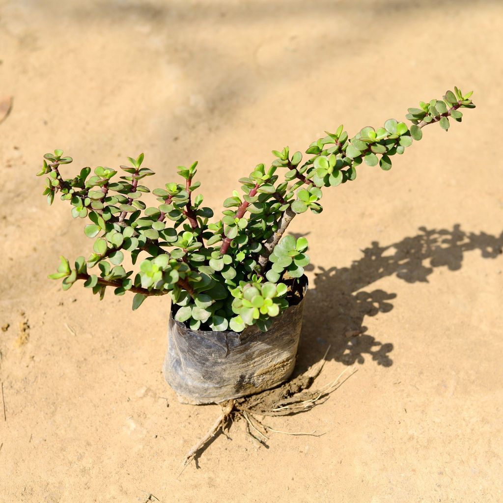 Buy Jade in 4 Inch Nursery Bag Online | Urvann.com Jade in 4 Inch Nursery Bag