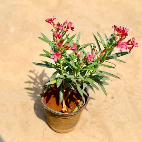 Kaner / Oleander (any colour) in 6 inch Nursery pot