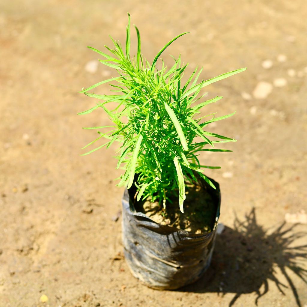 Buy Kochia in 5 inch Nursery bag Online | Urvann.com Kochia in 4 inch Nursery bag