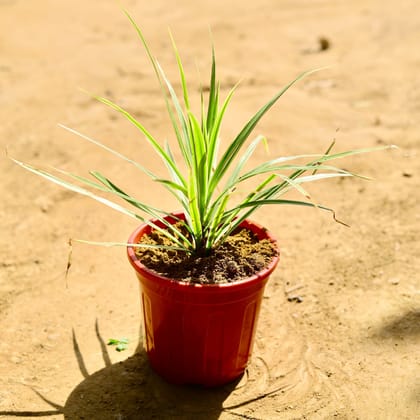 Buy Dracaena Colorama Green in 6 Inch Red Super Nursery Pot Online | Urvann.com