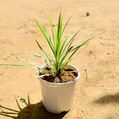 Buy Dracaena Colorama Green in 6 Inch White Super Nursery Pot Online | Urvann.com