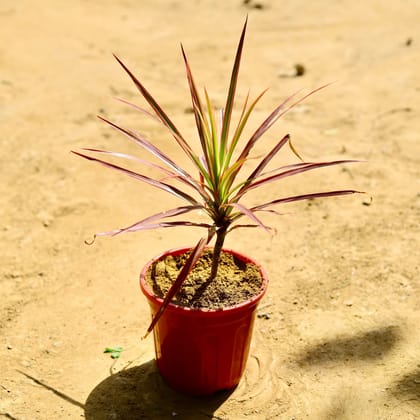 Buy Dracaena Colorama Red in 6 Inch Red Super Nursery Pot Online | Urvann.com