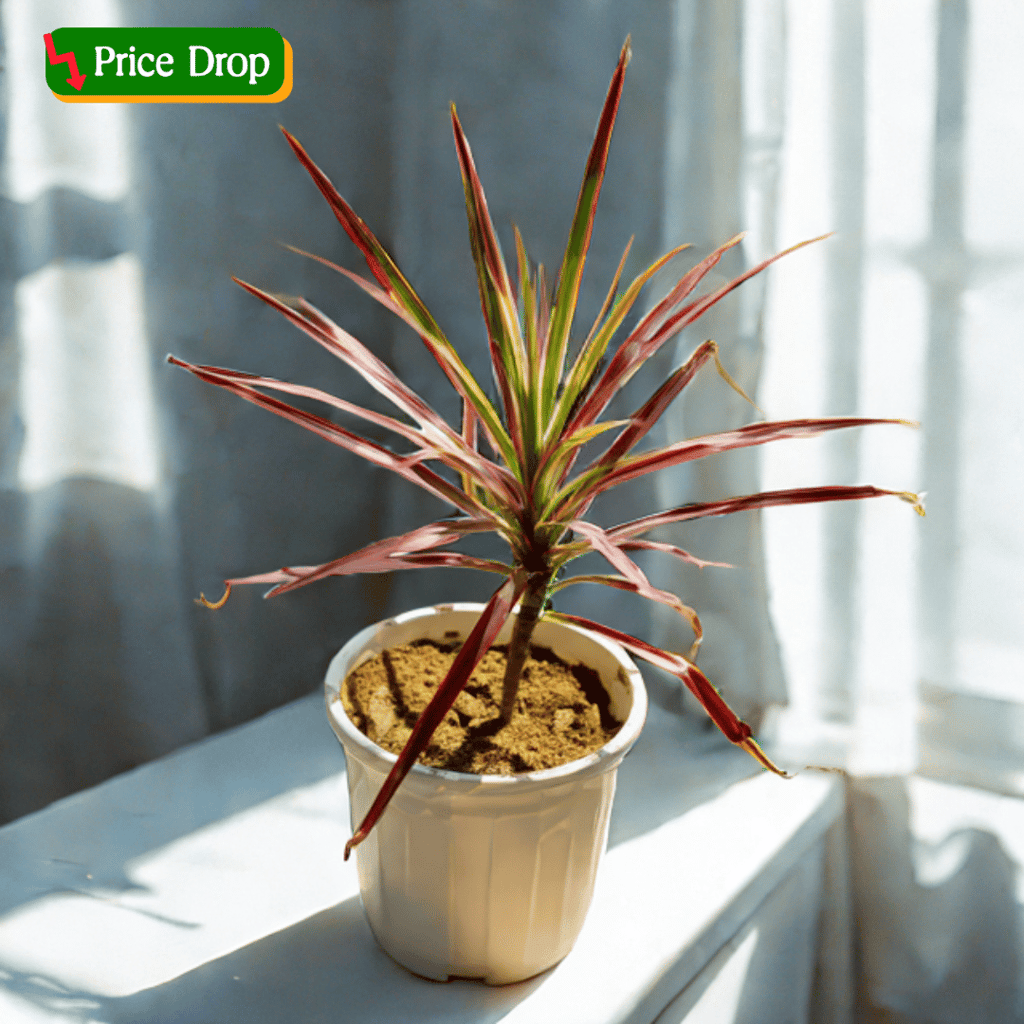 Dracaena Colorama / Marginata Red in 6 Inch White Super Nursery Pot