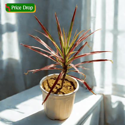 Dracaena Colorama / Marginata Red in 6 Inch White Super Nursery Pot