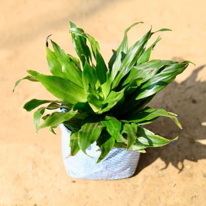 Buy Dracaena Compacta in 4 Inch Nursery Bag Online | Urvann.com