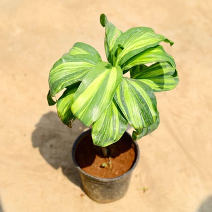 Buy Dracaena Cordyline Green in 6 inch Nursery pot Online | Urvann.com