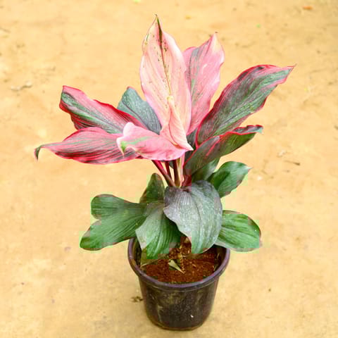 Dracaena kedarnath  (~ 2.5 Ft) in 8 Inch Nursery Pot