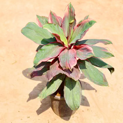 Buy Dracaena Kedarnath in 8 inch Nursery pot Online | Urvann.com