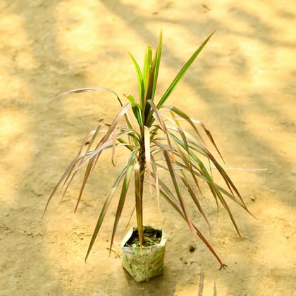 Buy Dracaena Marginata / Colorama Red in 4 Inch Nursery Bag Online | Urvann.com