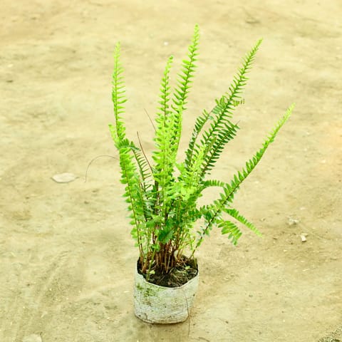 Fern Green in 4 Inch Nursery bag