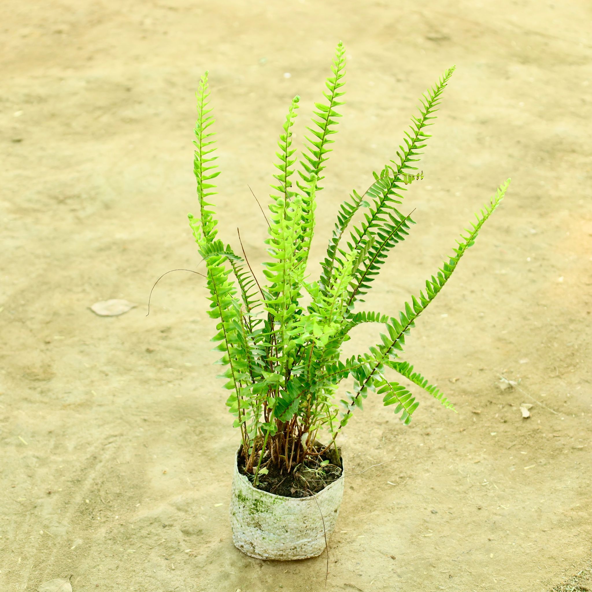 Fern Green in 4 Inch Nursery bag