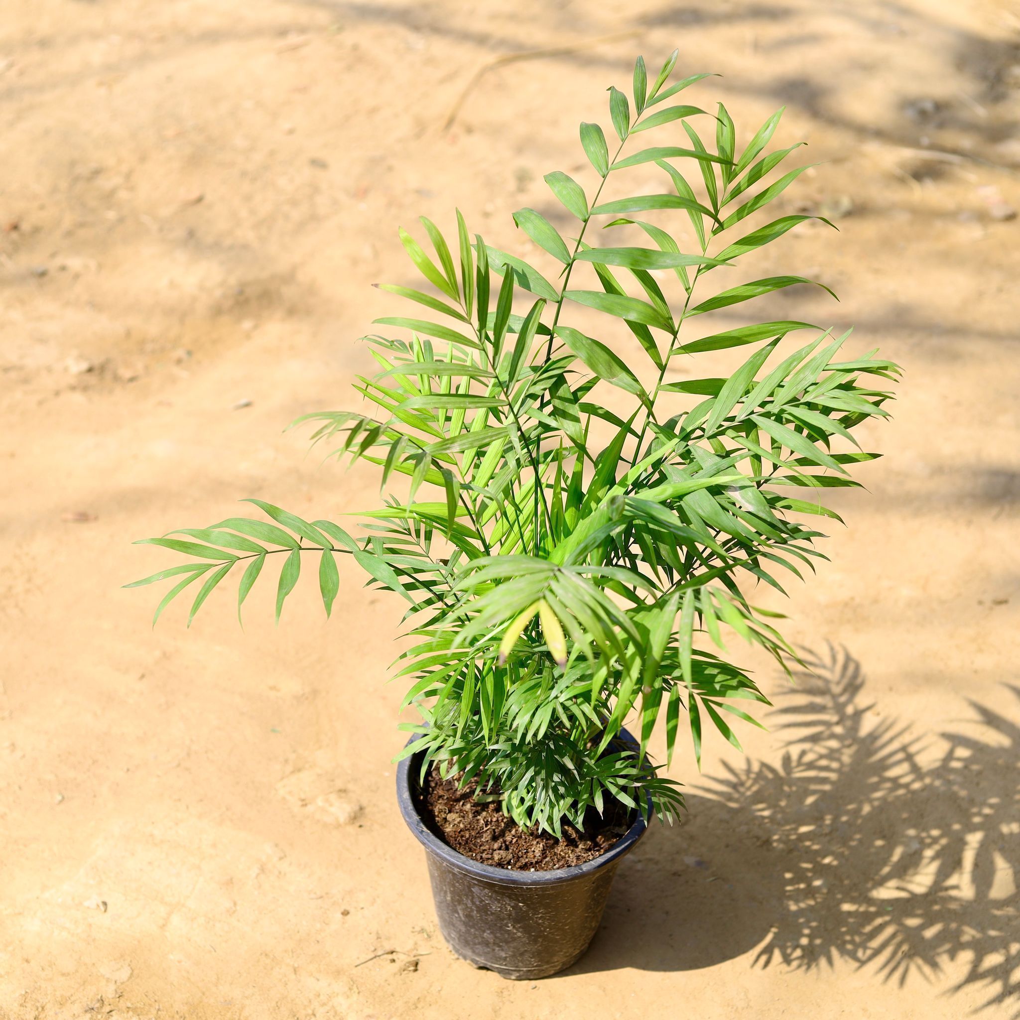 Chamaedorea Bushy Palm in 8 Inch Nursery Pot