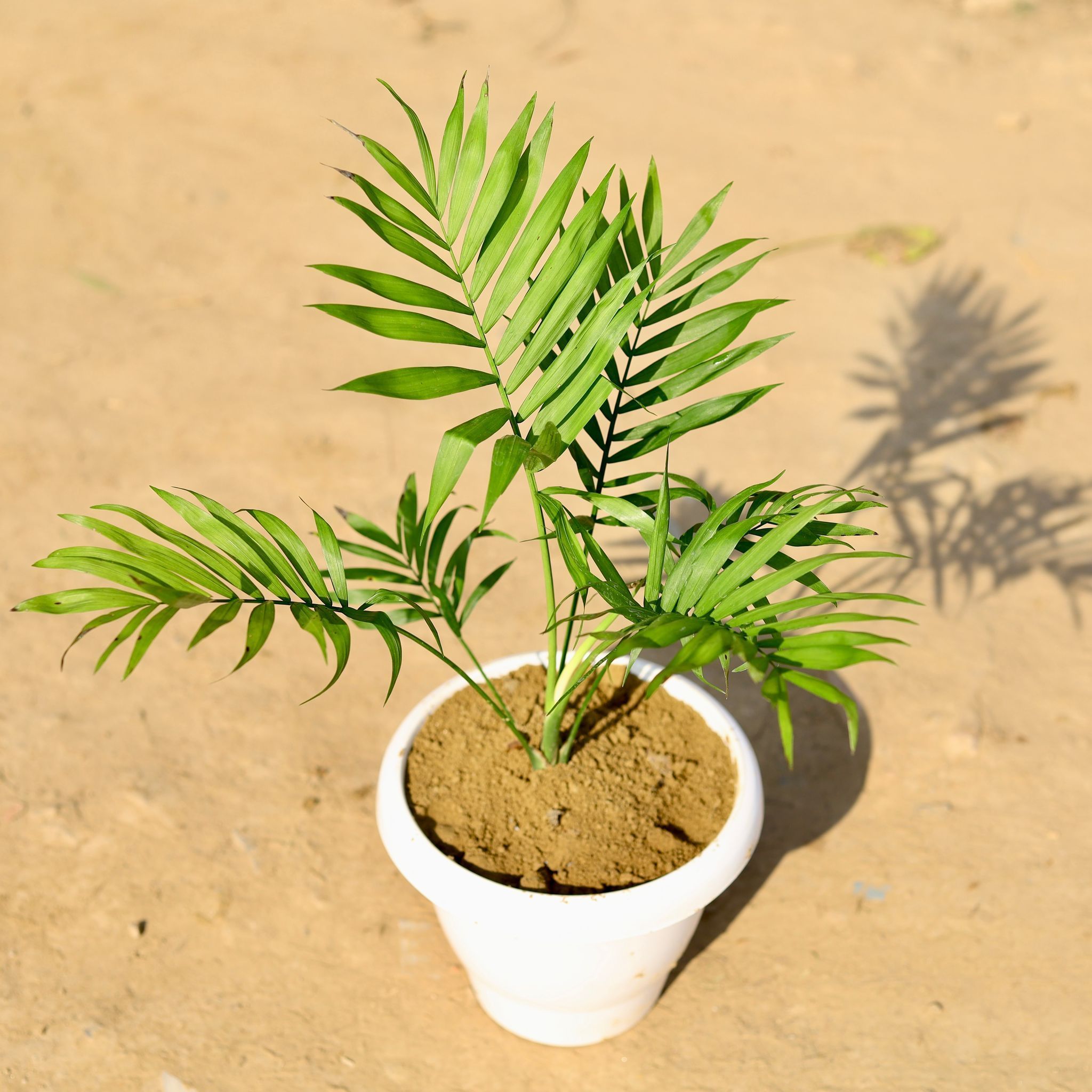 Chamaedorea Palm in 8 Inch Classy White Plastic Pot