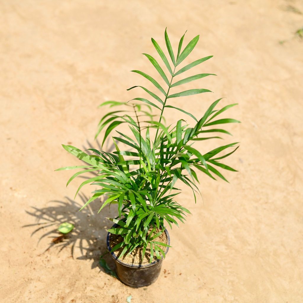 Chameadorea Palm Bushy in 4 inch Nursery pot