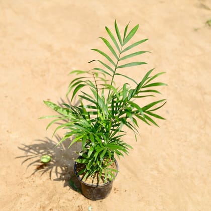 Buy Chameadorea Palm in 4 inch Nursery pot Online | Urvann.com