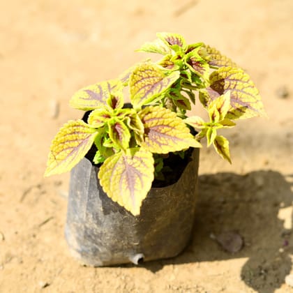 Buy Coleus Green (any design) in 4 Inch Nursery Bag Online | Urvann.com