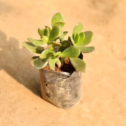 Buy Crassula Jade in 4 Inch Nursery Bag Online | Urvann.com